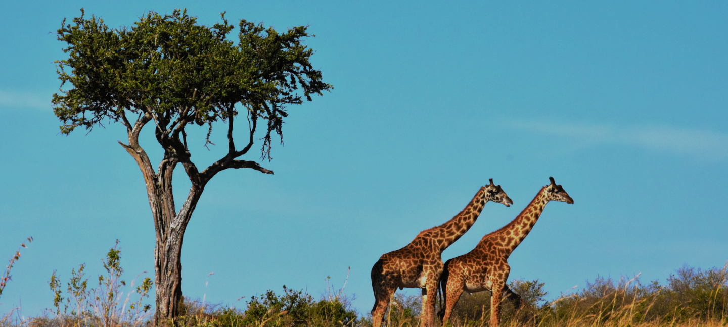 Wildlife - Giraf - Safari