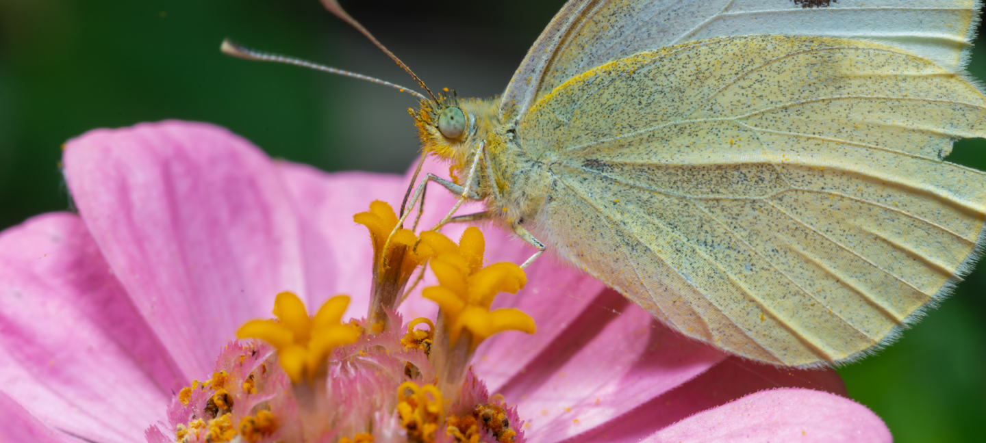 Biodiversiteit - Insecten - Vlinderen - Bloem met vlinder