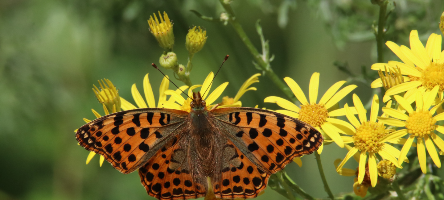 Biodiversiteit - Vlinders - Planten.