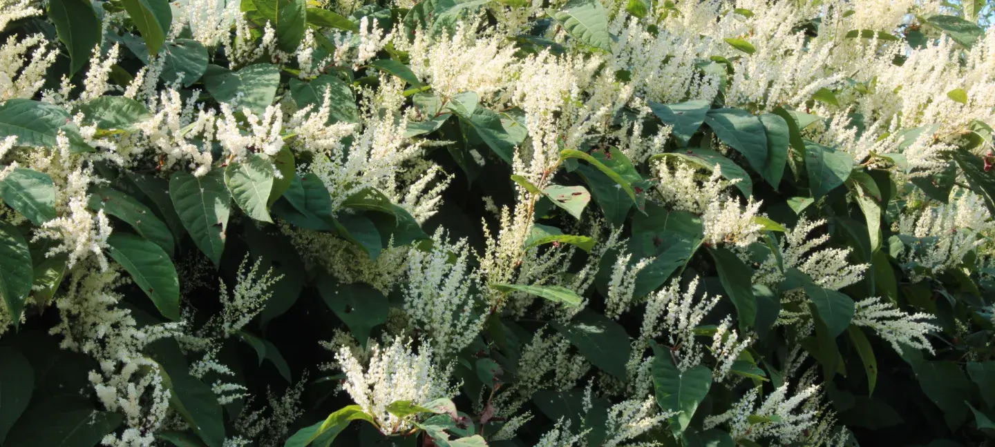 Invasieve exoten - Struiken - Planten - natuur