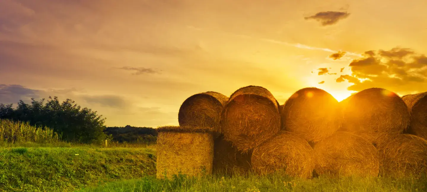 Landbouw - Hooi