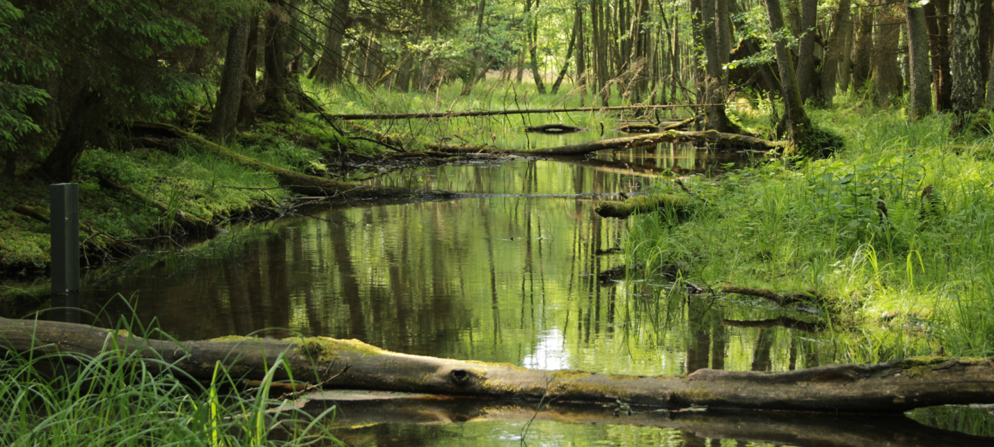 Vennen - Bos - Natuur