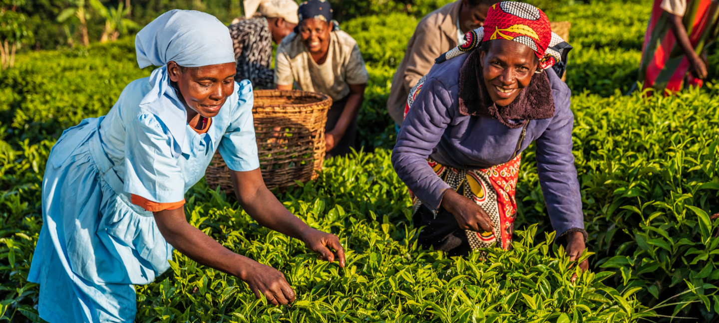 Koffie - Koffieplantage Kenia