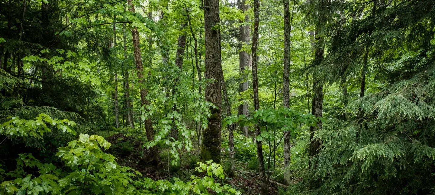 Bos - Woud - Groen - natuur