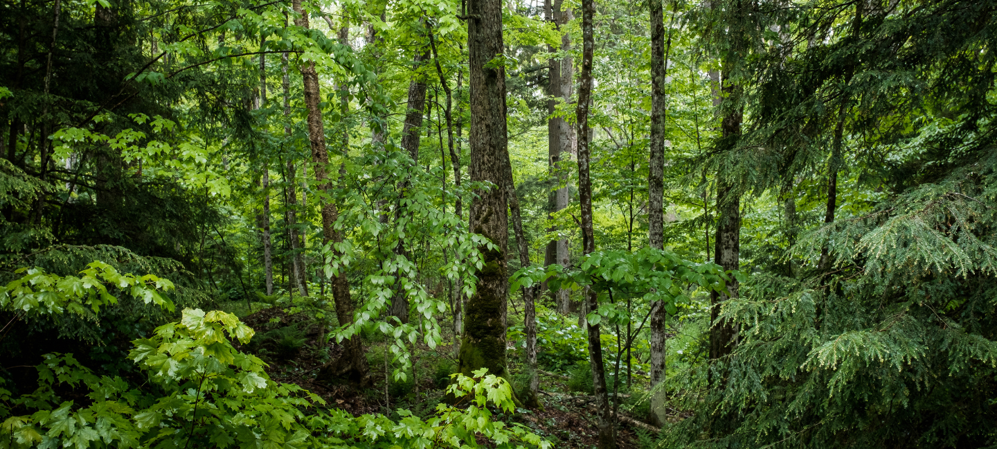 Bos - Woud - Groen - natuur