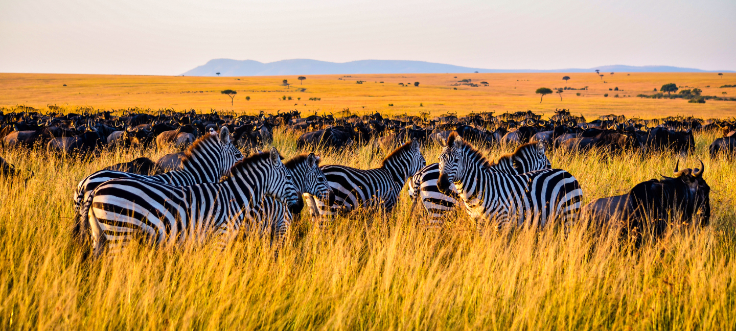 Wildlife- Afrika - Natuur