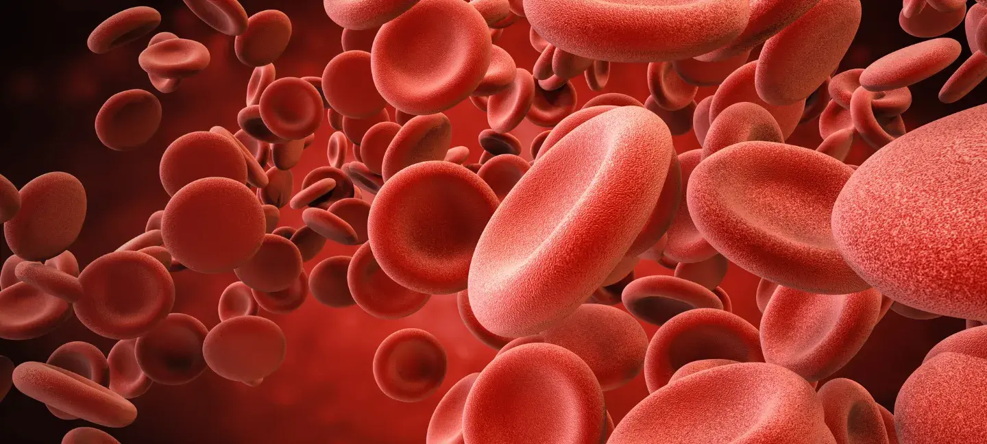 Cardiovascular - Hart