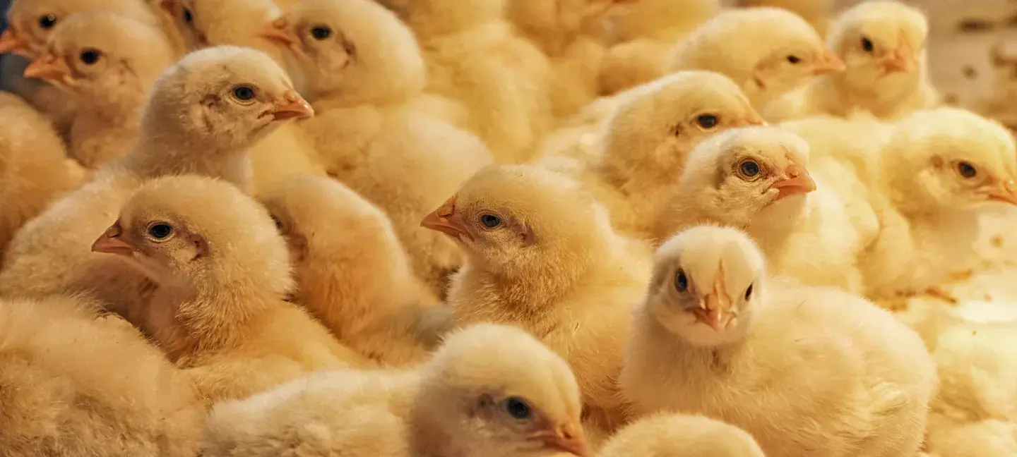 Kuikens - Dierenwelzijn - Dieren - Landbouw - Natuur