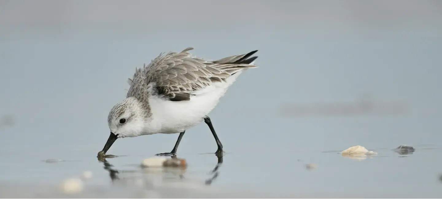 Wadden