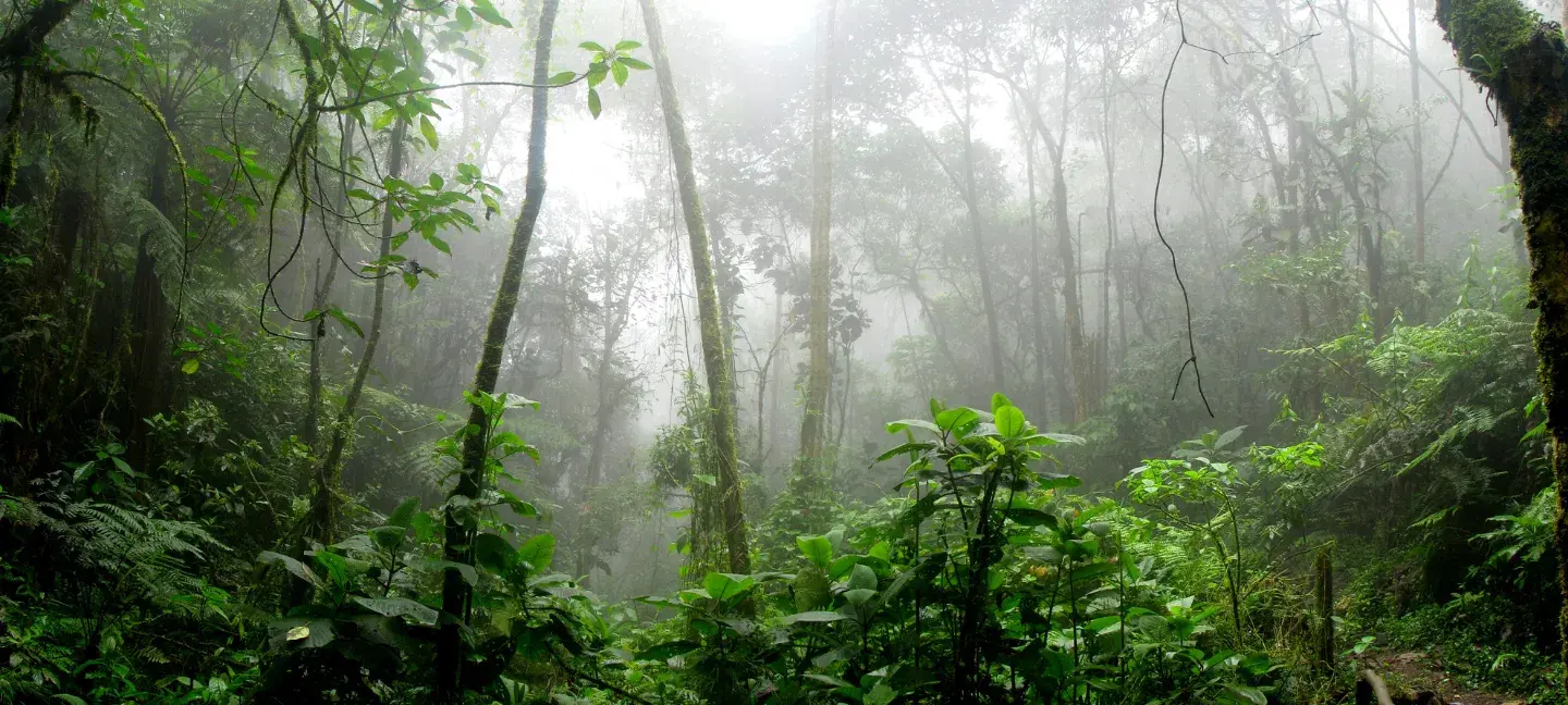 Habitas - Bos - Natuur - Regenwoud
