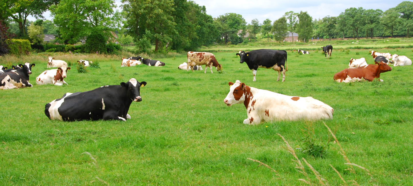 Landschap - Landbouw - Weide - Koeien - Noord-Brabant - Natuur
