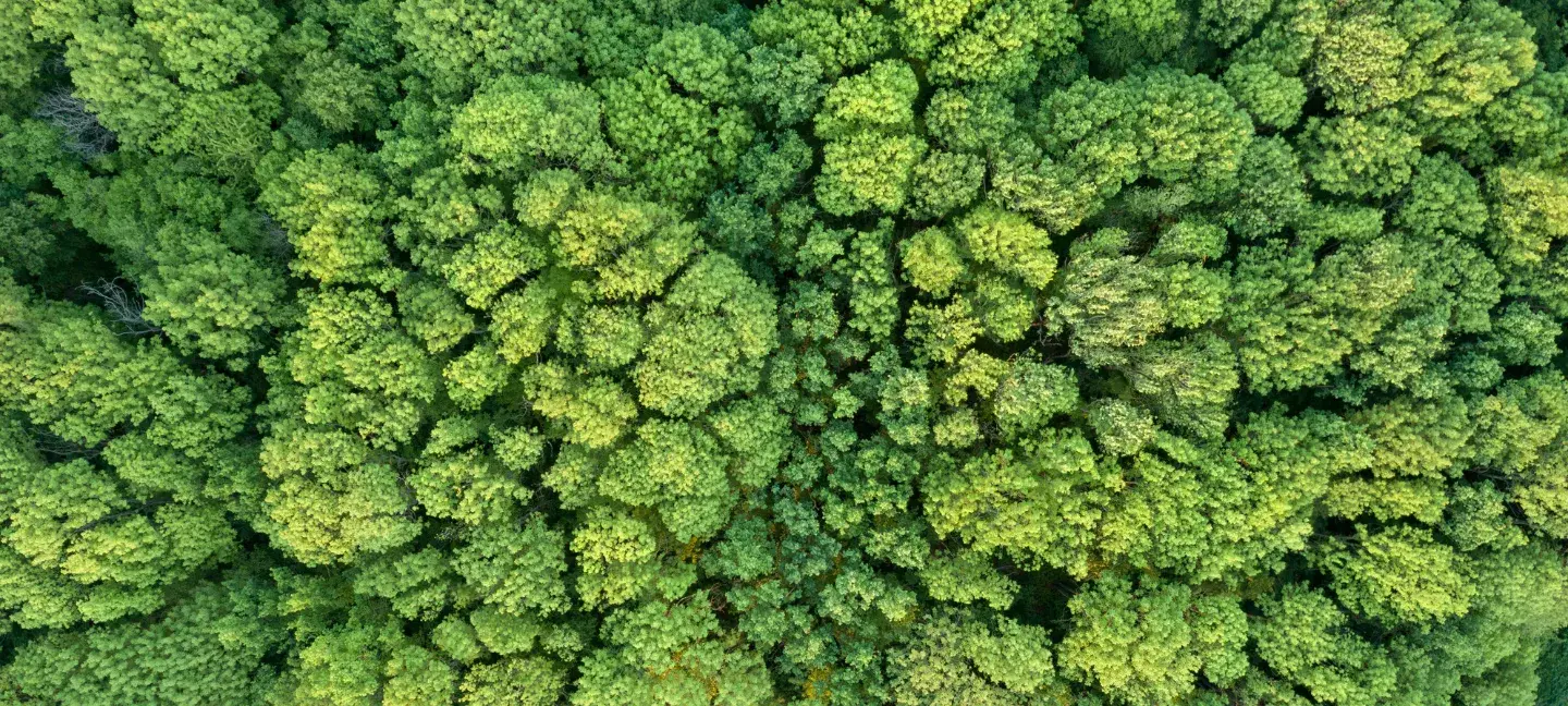 Ecologie - Natuur - Groen