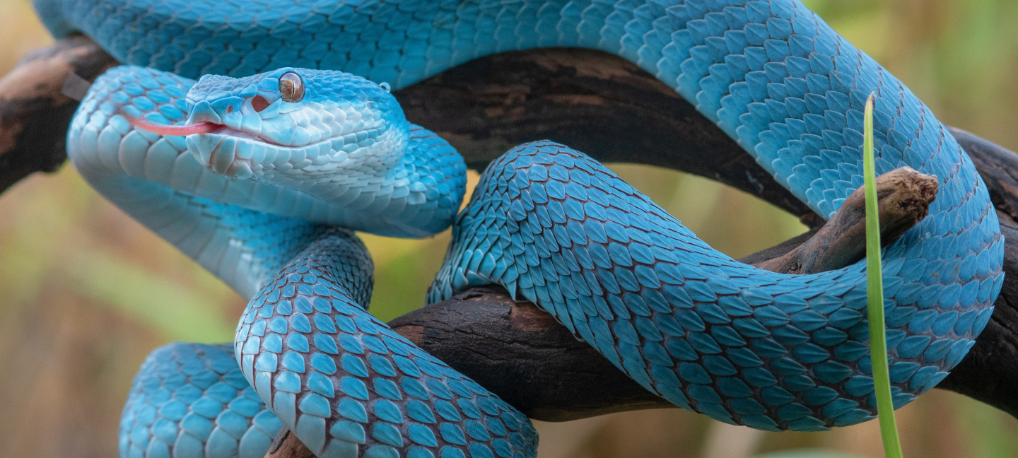 Slang - Slagen - Reptielen
