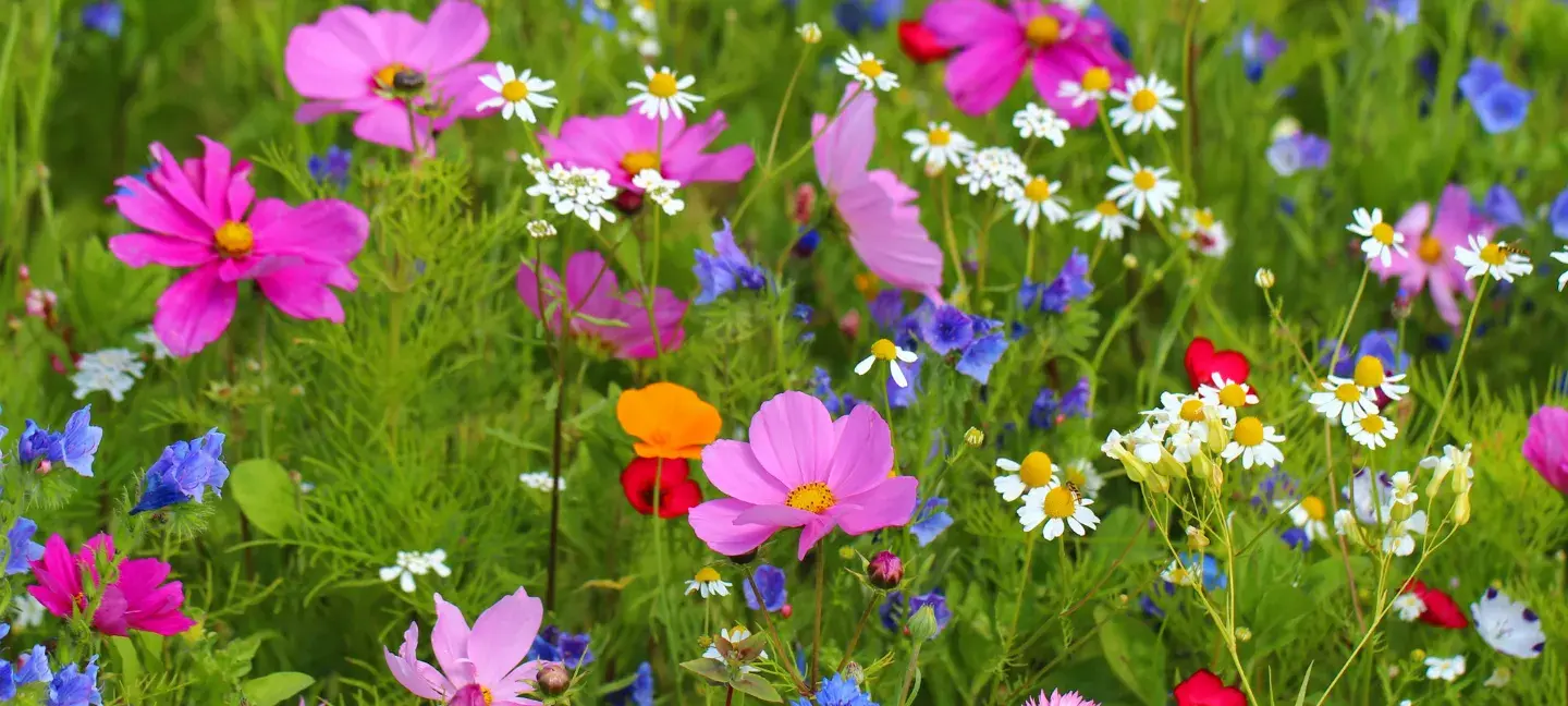 Wilde bloemen