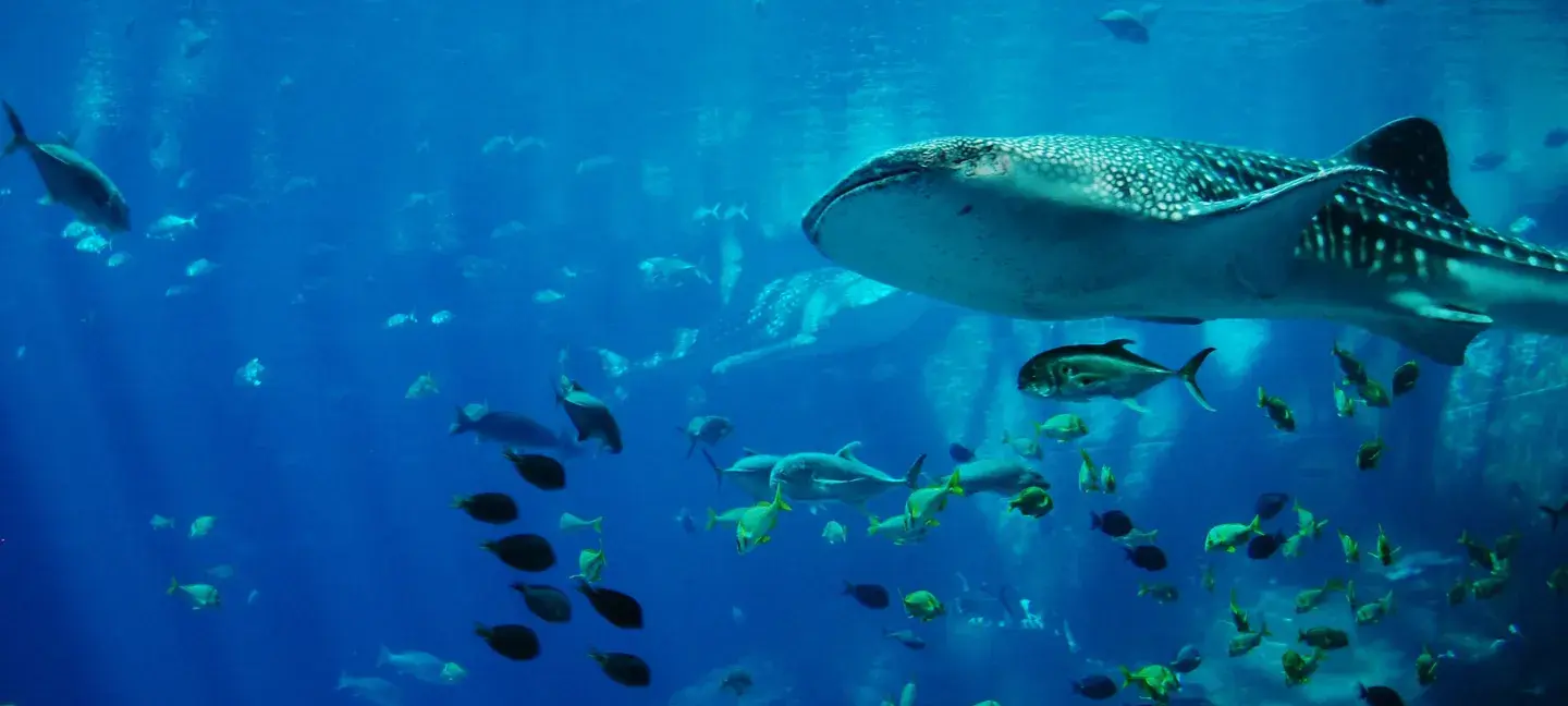 Haaien - Mariene - Oceaan - Zee