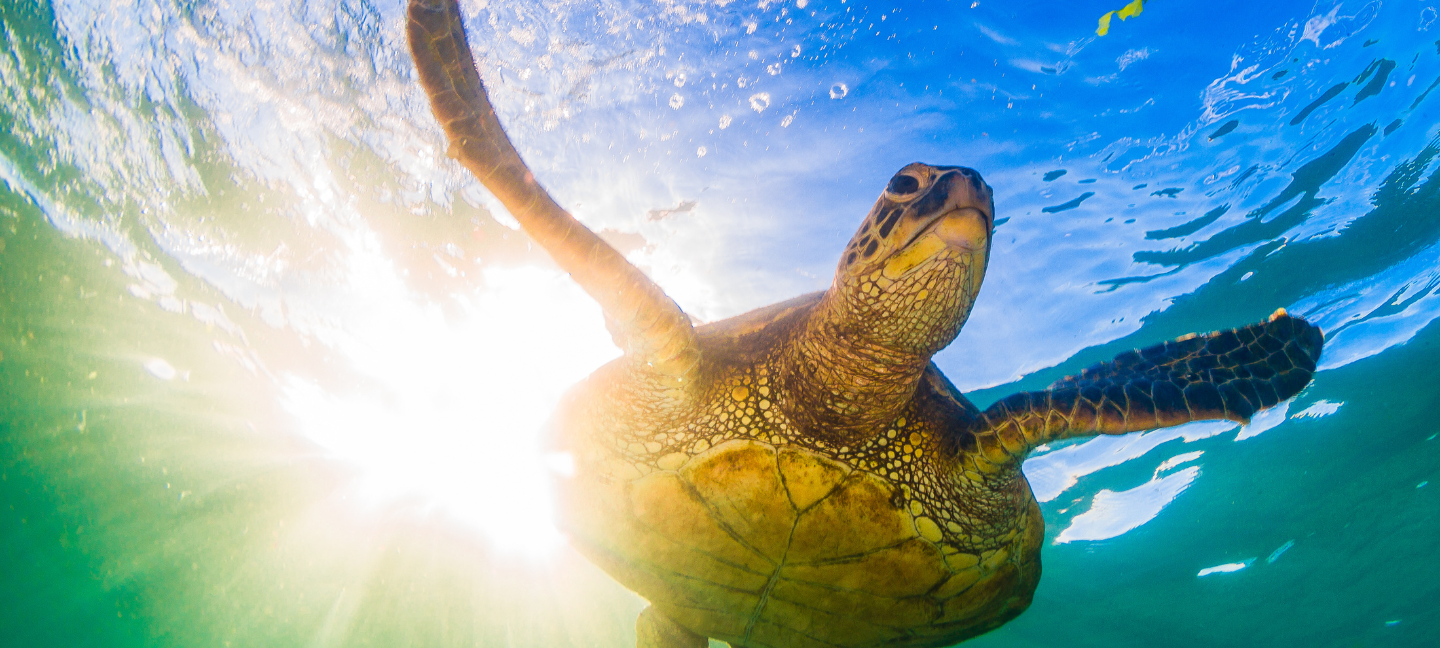 Schildpadden - Schildpad - Mariene - Oceaan