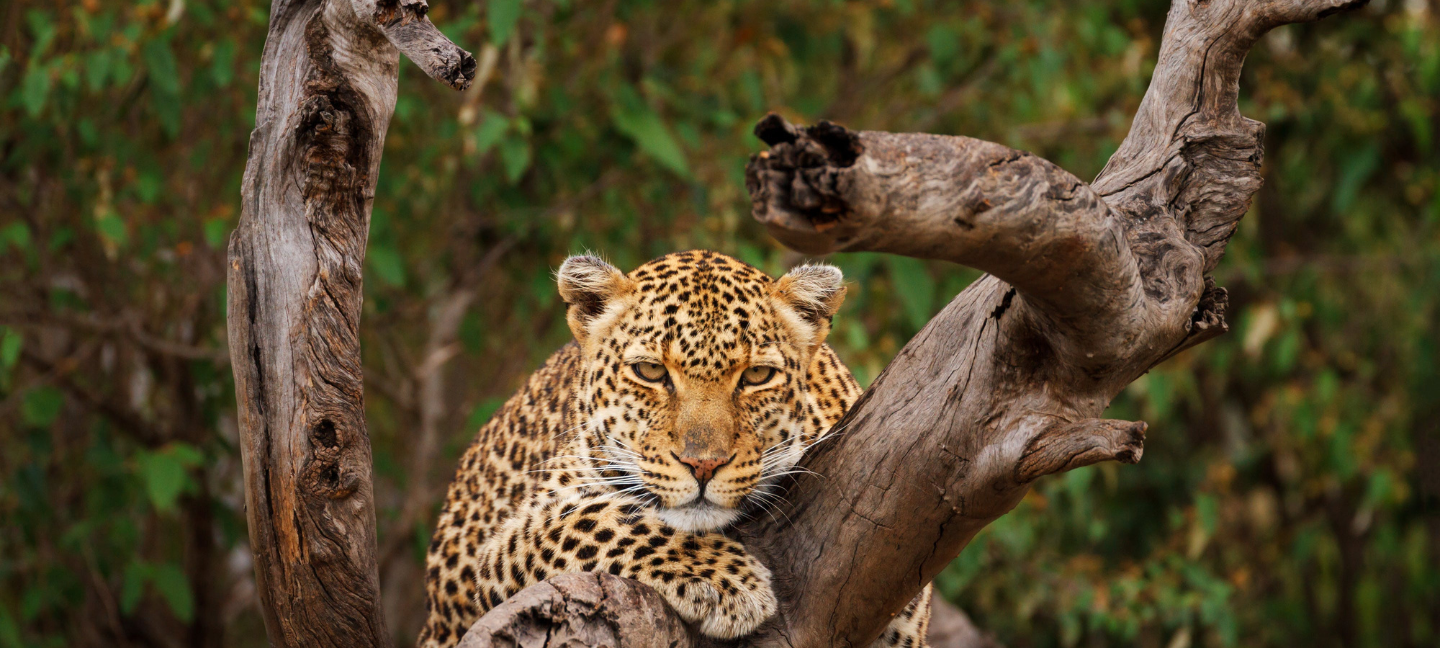Tijger - Safari - Afrika