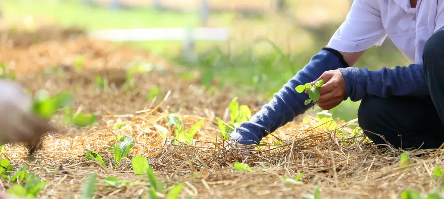 Voedselzekerheid - Gewassen - Planten