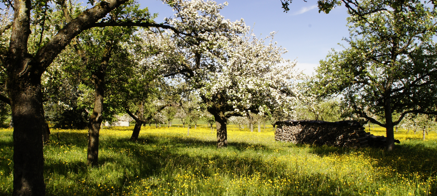 Boomgaard - Appelbomen - Natuurbeheer