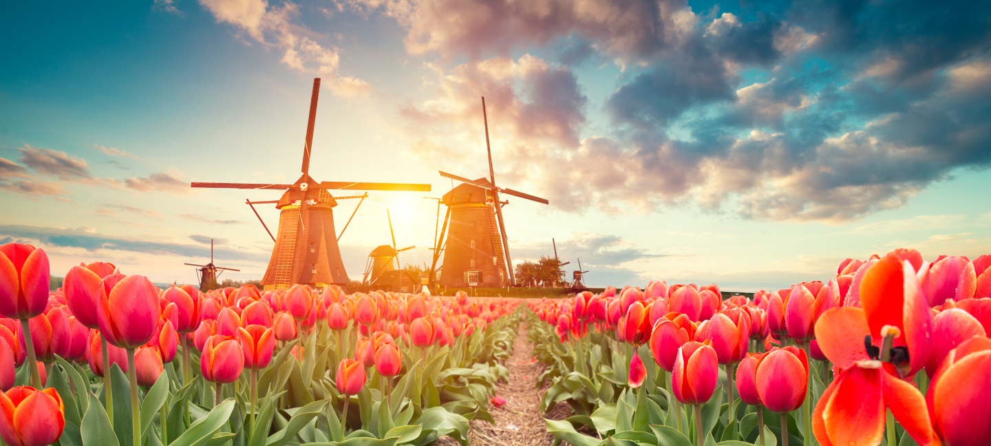 Toerisme - Tulpen