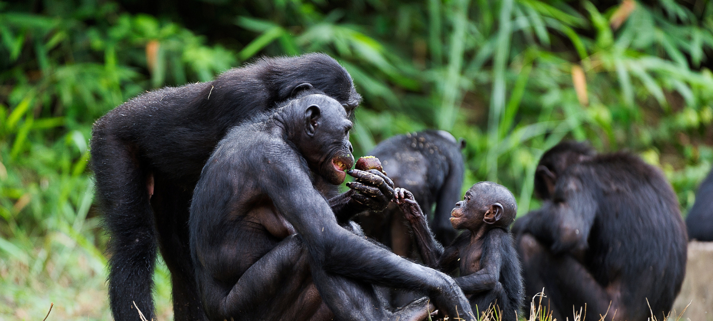 Bonobo’s - Apen