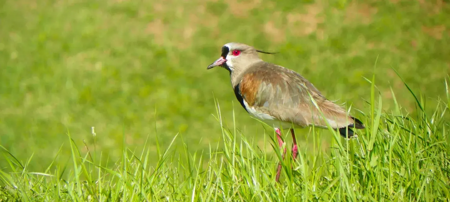 Kievit - Weidevogel - Weidevogels