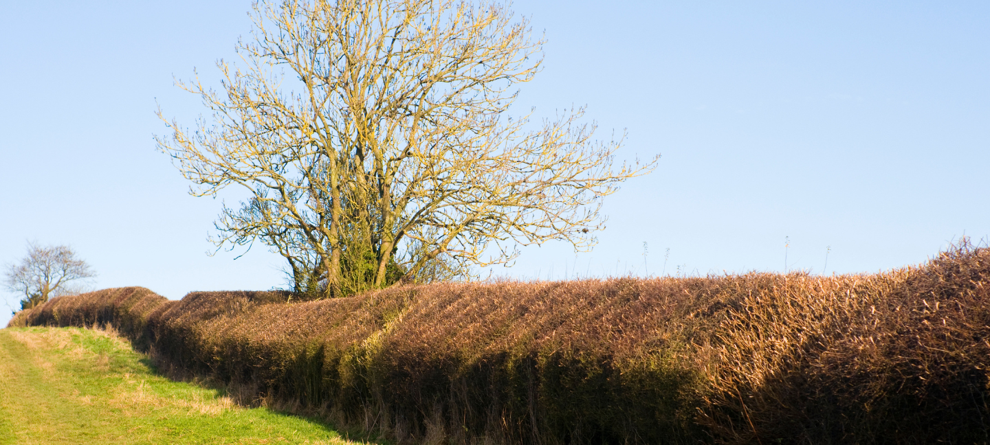 Landschap - Houtwallen