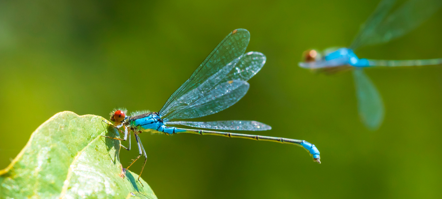 Libelle