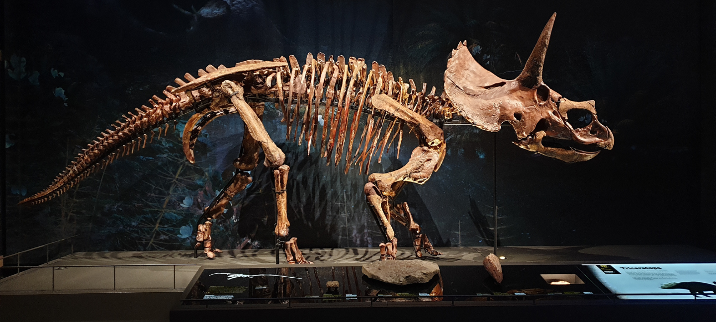 skelet dinosauriërs - erfgoed - museum - musea