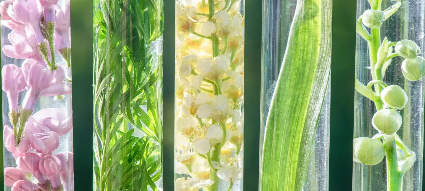 Botanie - Planten - Flora