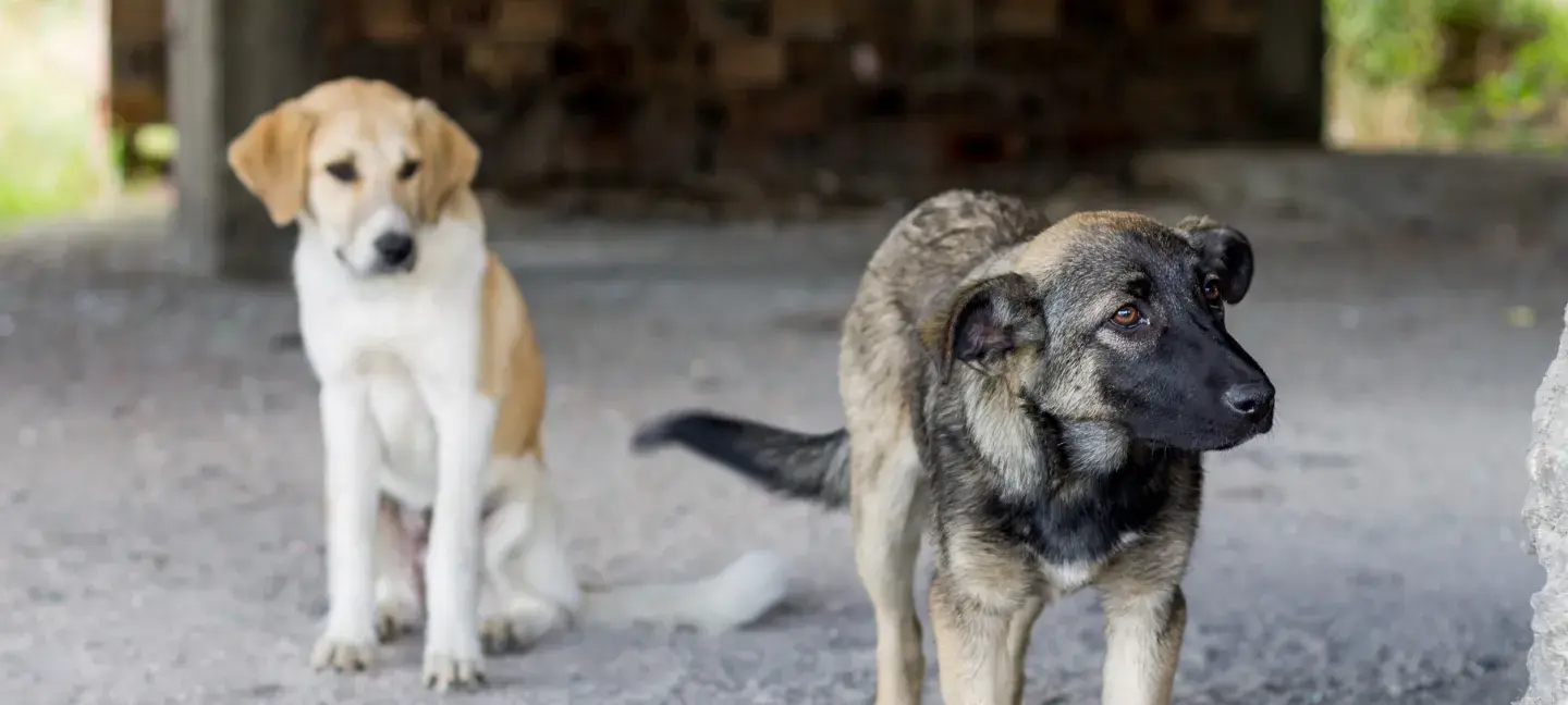 Zwerfhonden - Honden