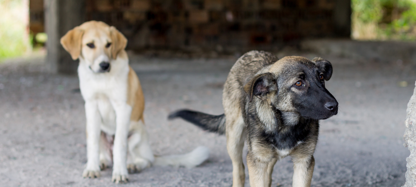 Zwerfhonden - Honden