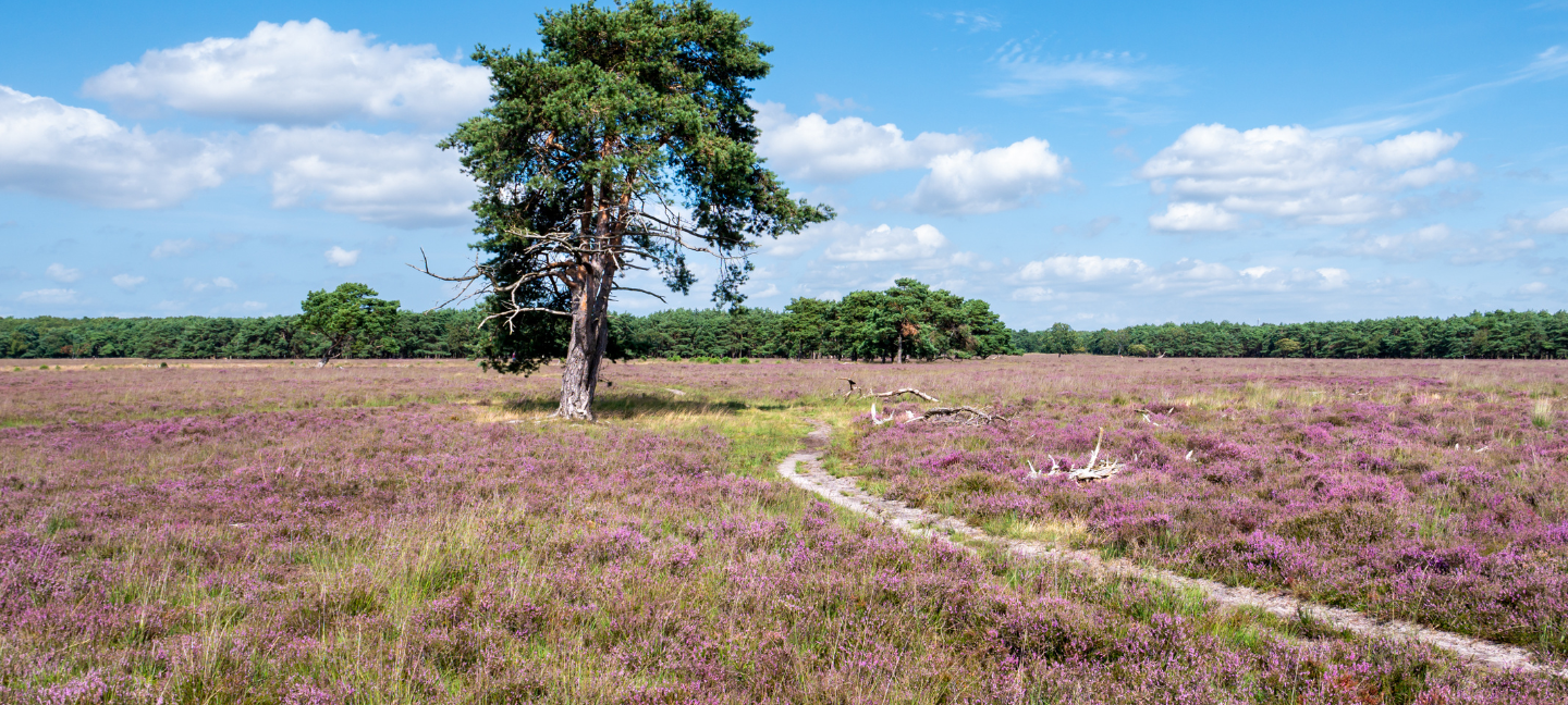 Natuur - Natuurgebied - Gooi - Heide