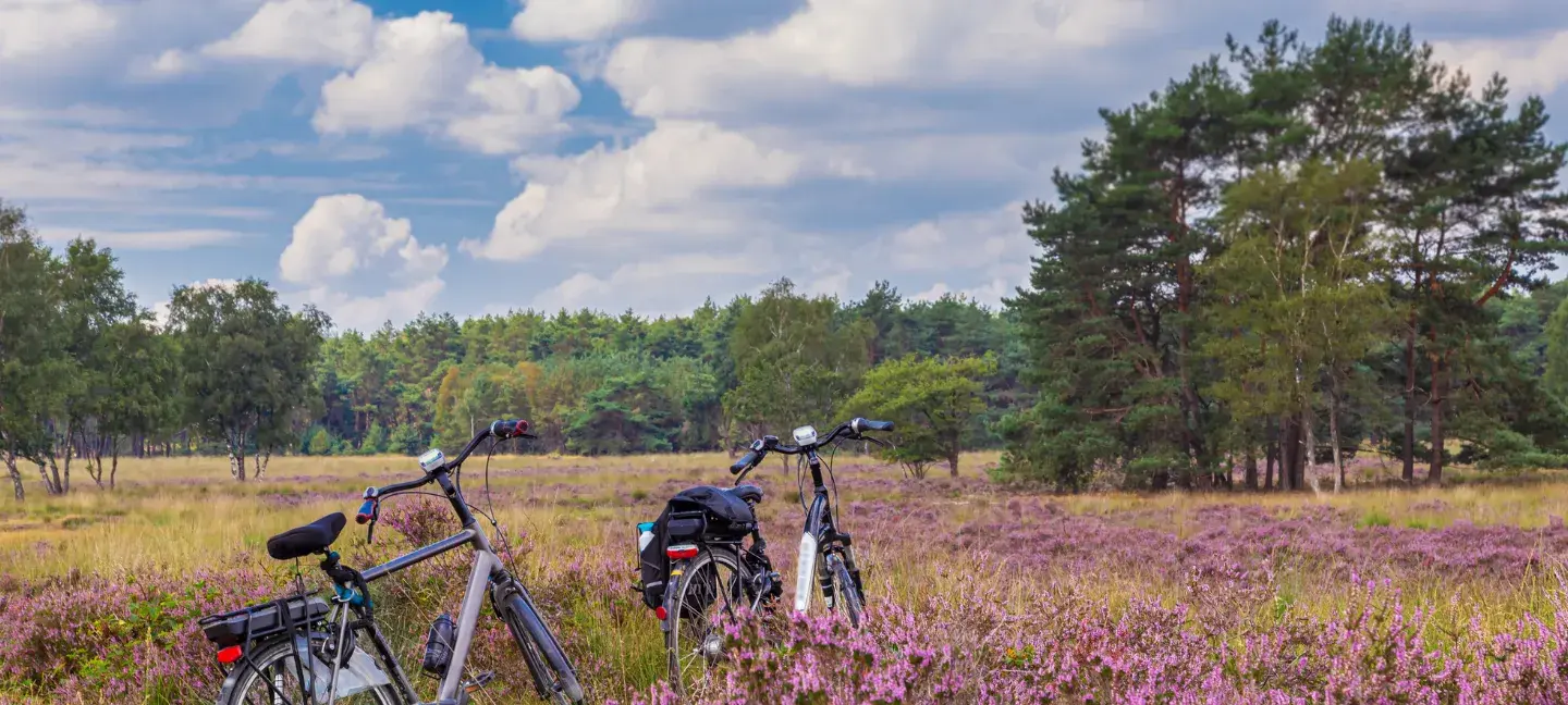 Veluwe - Heide - Fietsen
