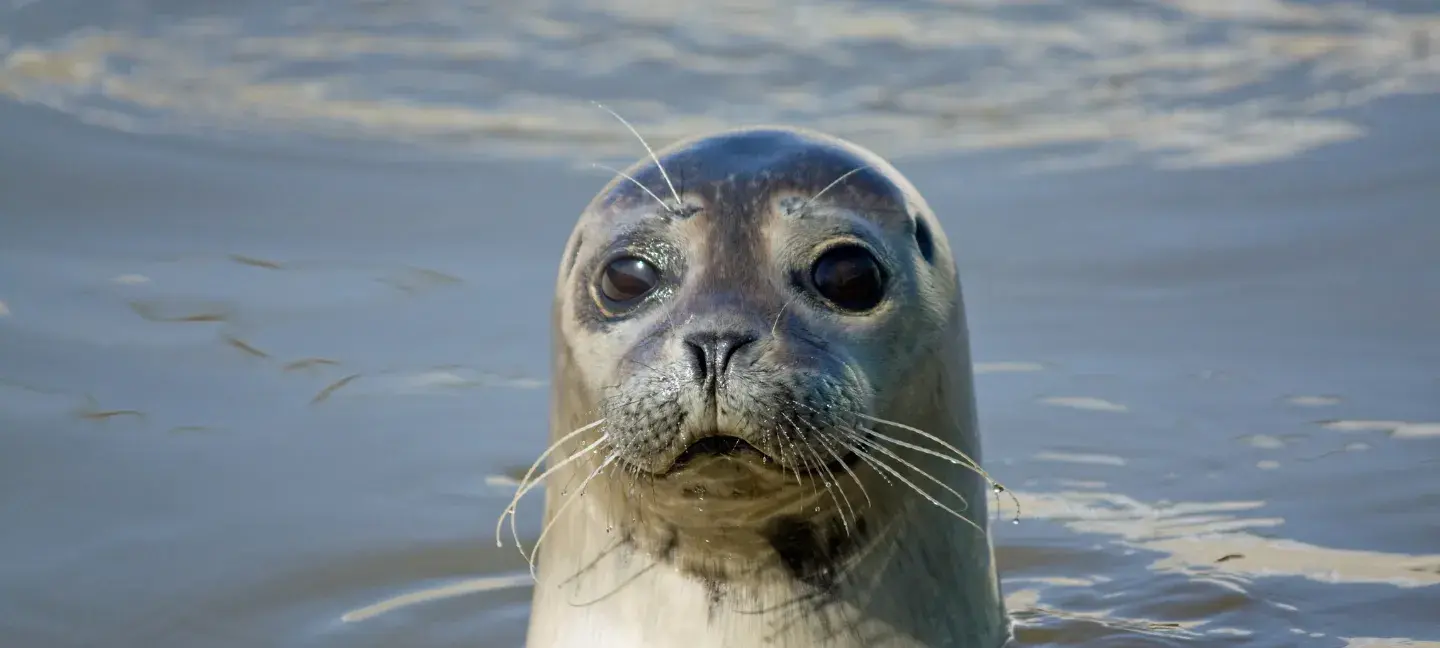 Zeehond - Zoogdieren - Wilde dieren