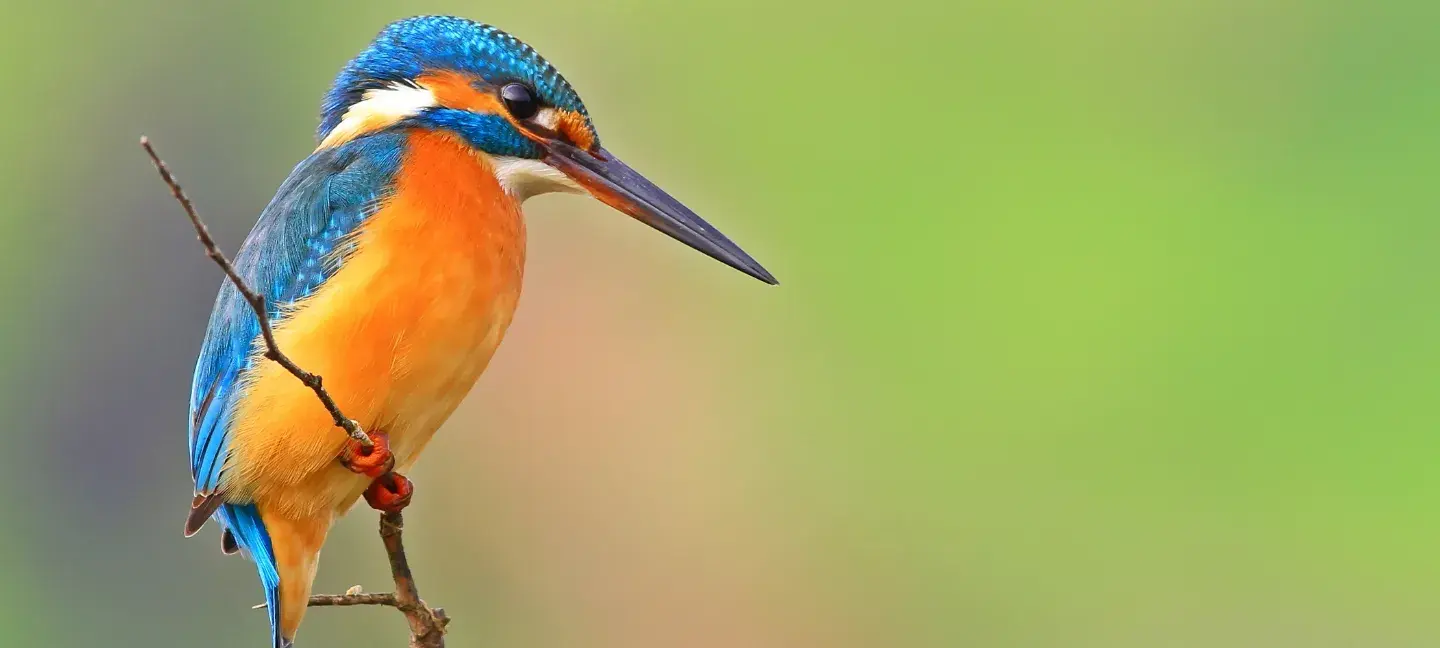 Biodiversiteit - Vogels - Ijsvogel