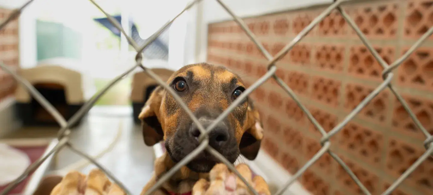 Dierenopvang - Dierenasiel - Asiel - Honden