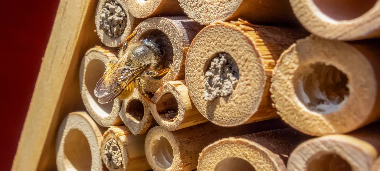 Insectenhotel - Insecten - Bijen - Natuur  Biodiversitet