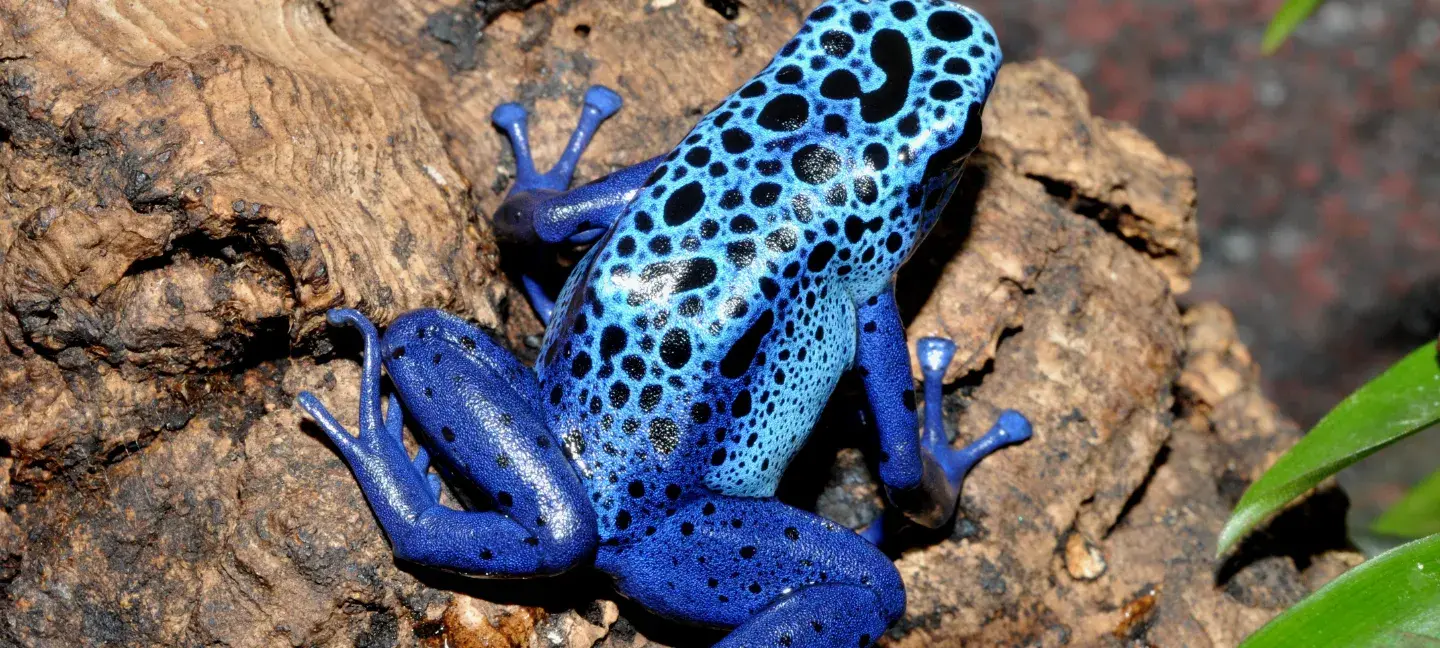 Blauwe kikker - Natuurbescherming - Dieren
