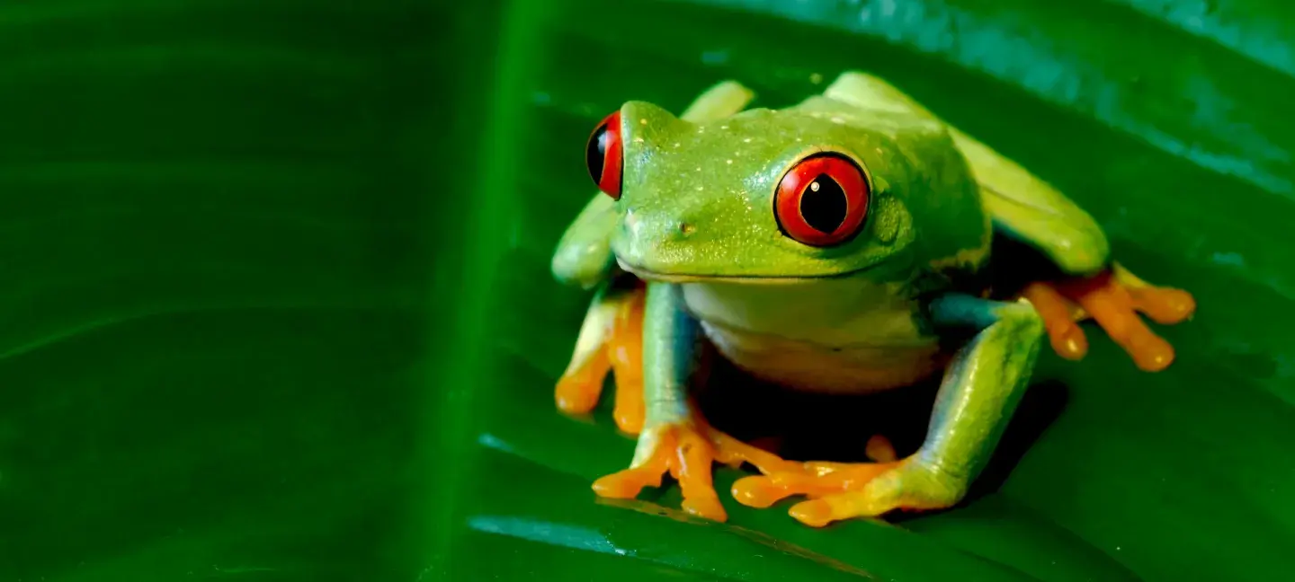 Tropisch regenwoud - Kikker - Natuurbescherming - Natuurbeheer
