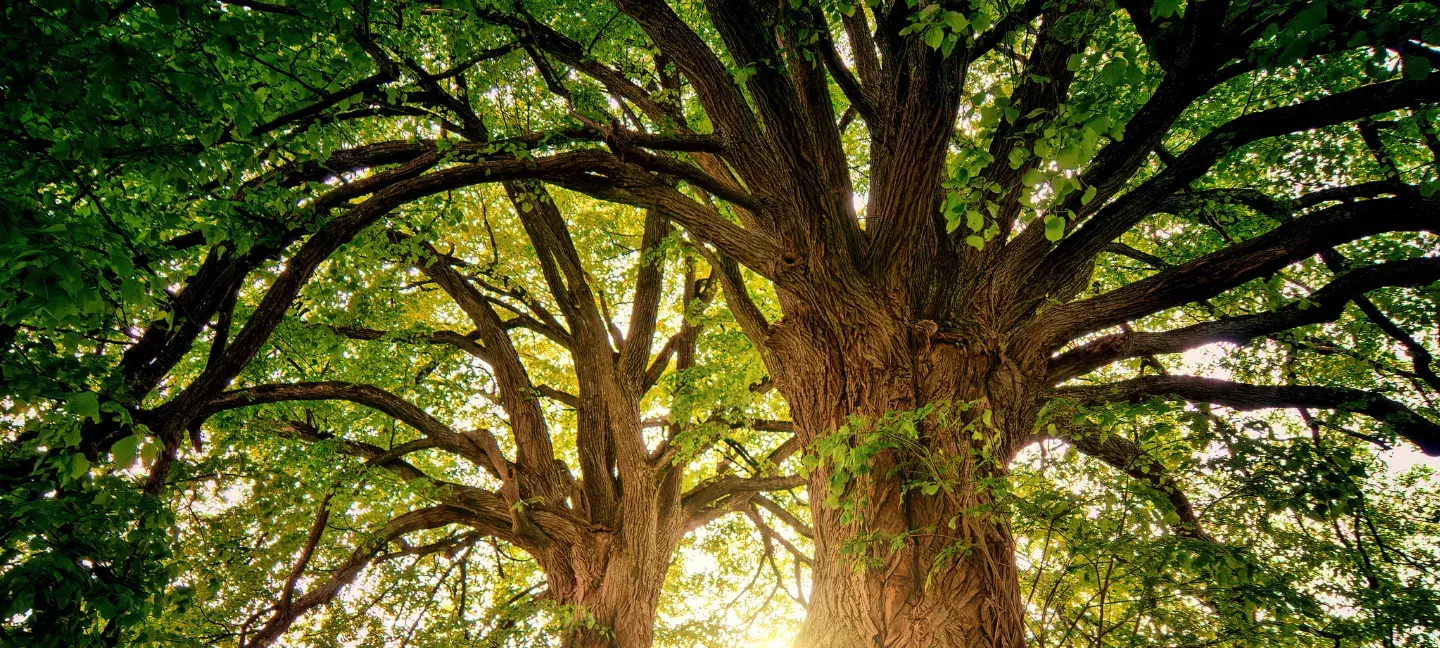 Bomen - Boom - Oude boom - Monumentale bomen - Bos
