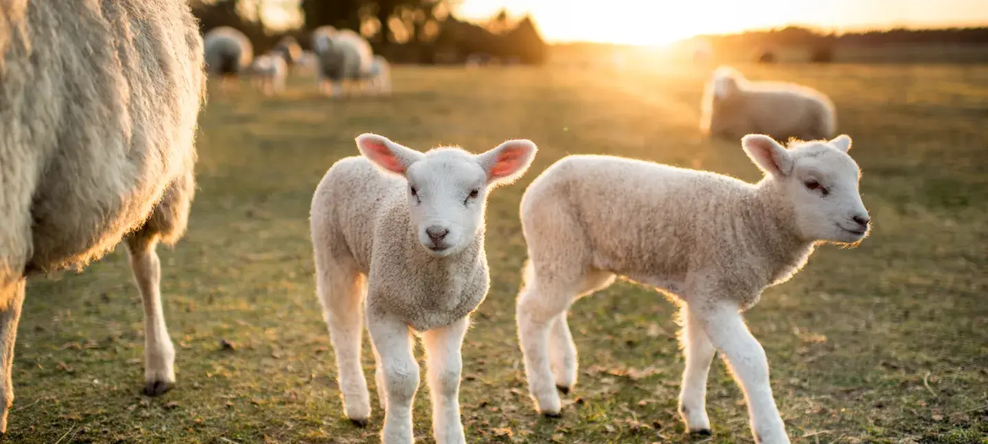 Dieren - Landbouwhuisdieren - Lam - Lammeren