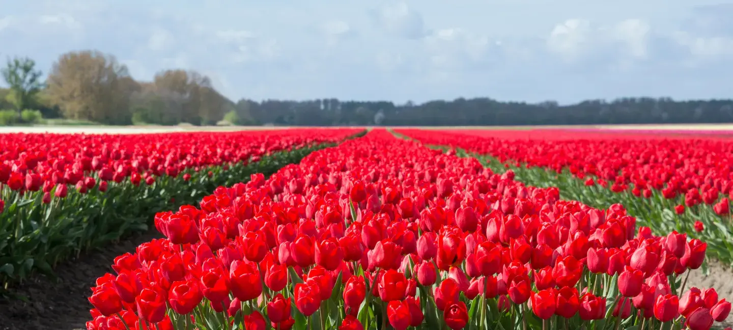 Tulpen - Flevoland