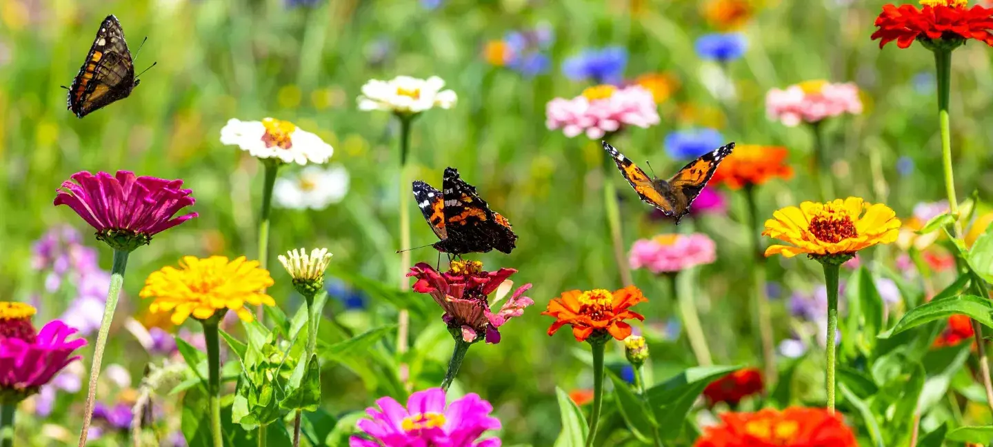 Vlinders - Flora - Fauna - Actieve soortenbescherming