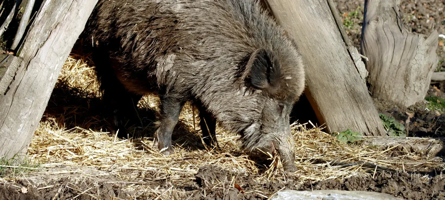 Wild - Opvang - Wildopvang - Dieren