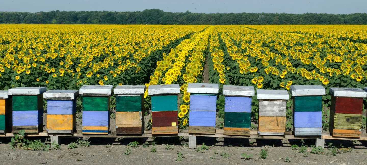 Bijenkasten