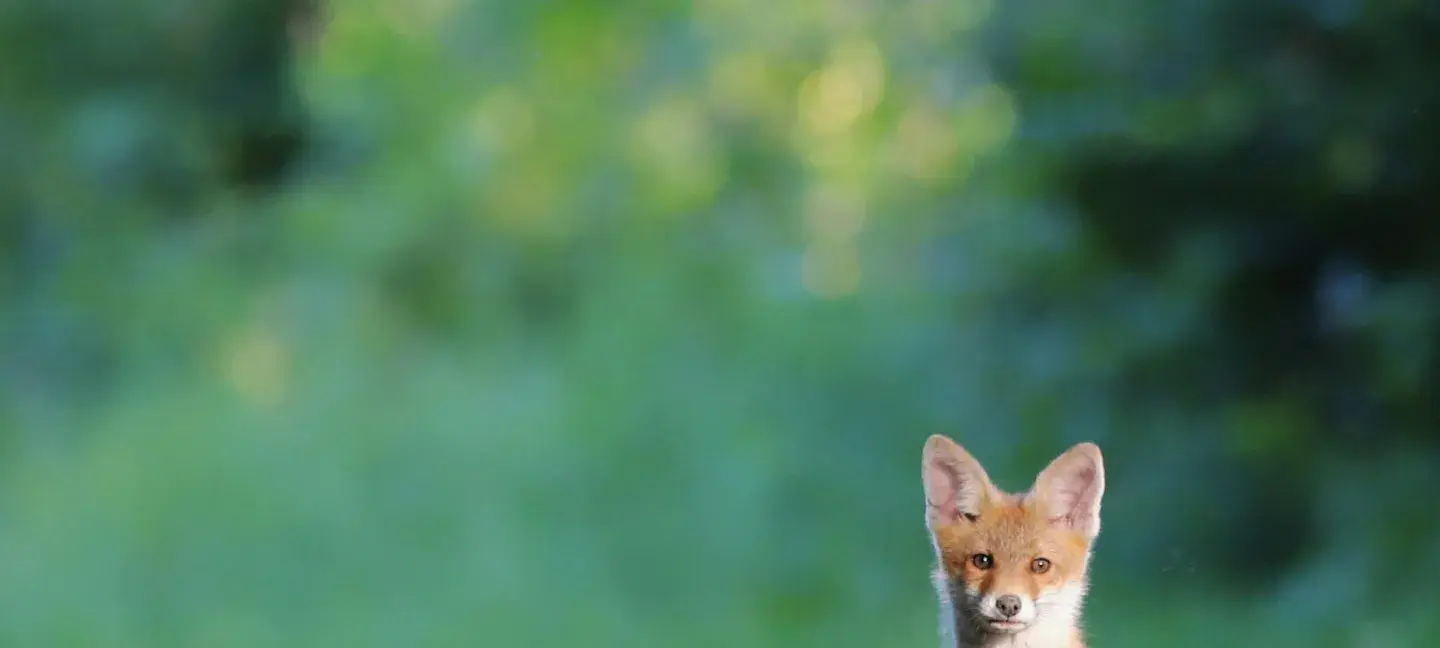 Faunavoorzieningen - Vos - Habiat - Natuur - Natuurbescherming
