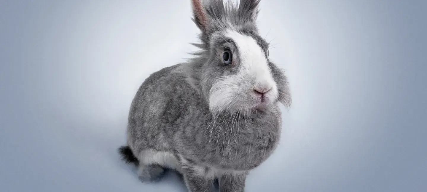 Konijn- Huisdieren - Dierproeven