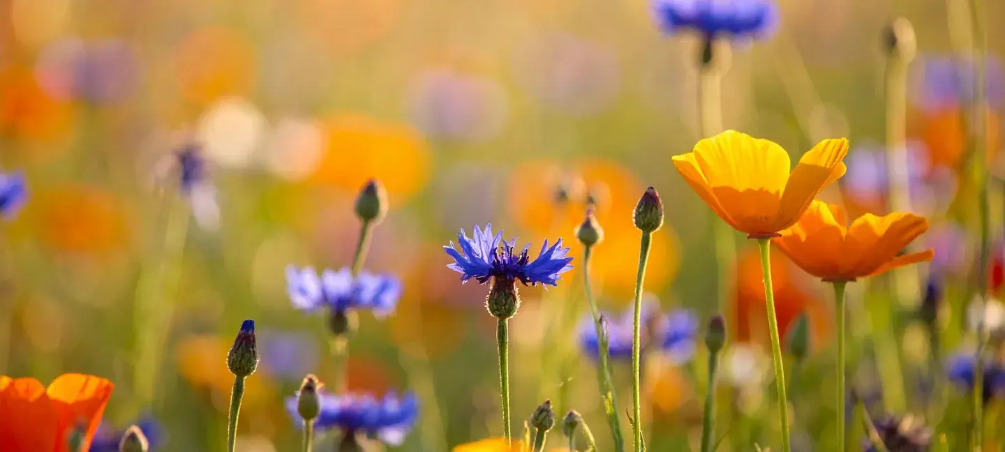 Korenbloemen - Klimaat - Natuur