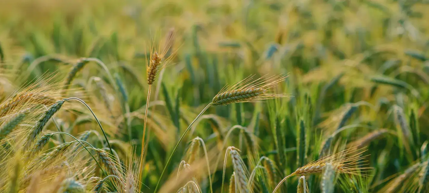Landbouw - Duurzame landbouw - Graan